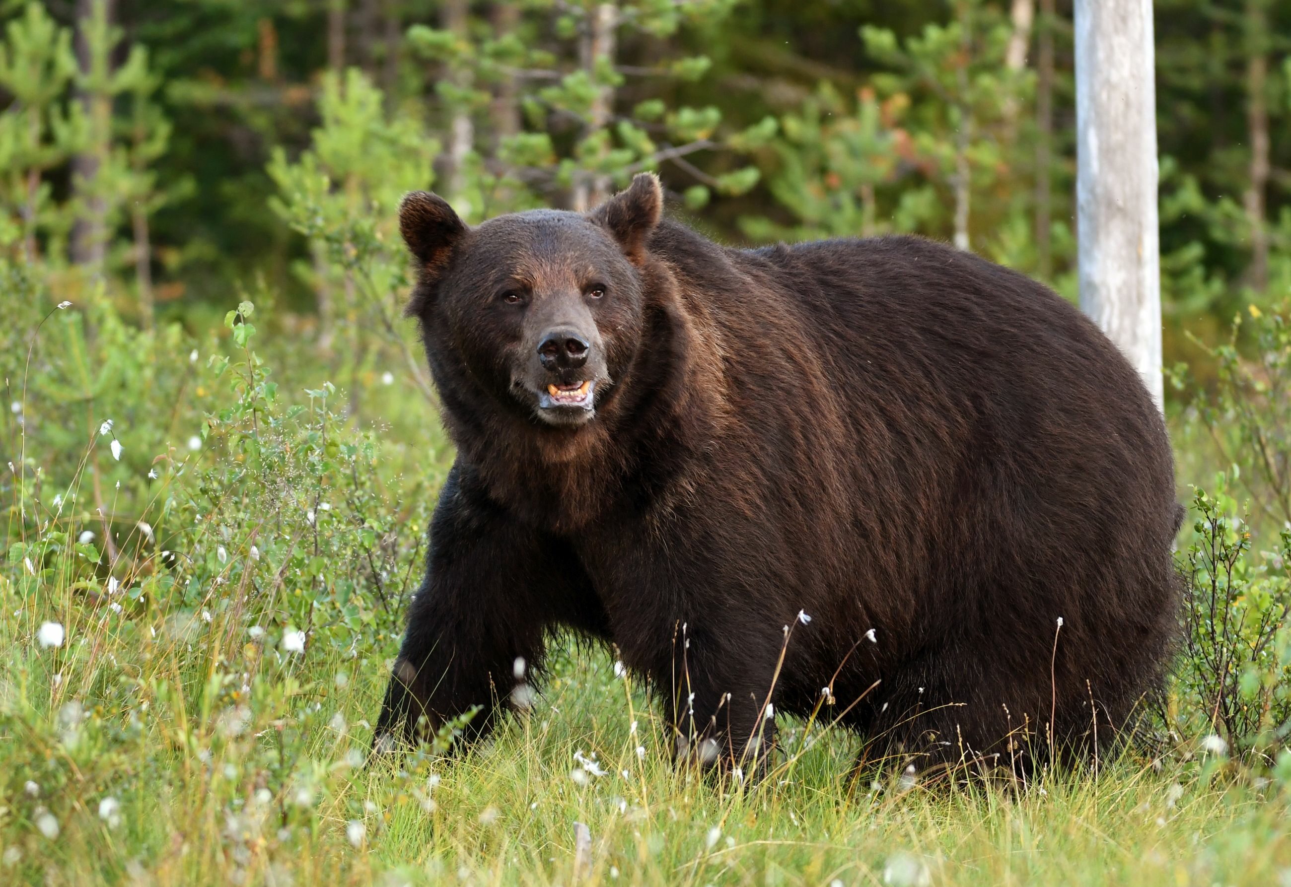 Wild brown. Бурый медведь (Ursus arctos). Бурый медведь в Тамбовской области. Бурые медведи в Румынии. Ursus arctos Piscator.